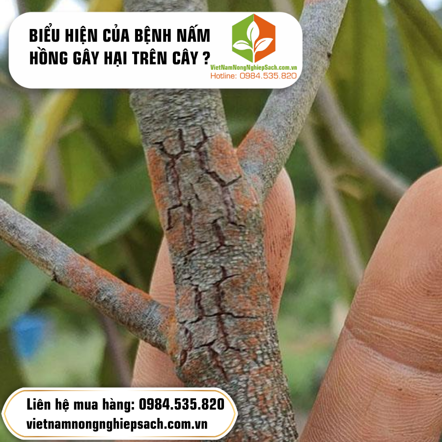 BIỂU HIỆN CỦA BỆNH NẤM HỒNG GÂY HẠI TRÊN CÂY ?
