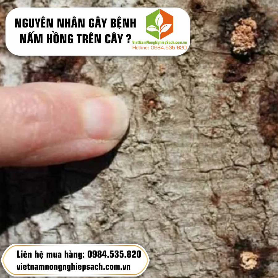 NGUYÊN NHÂN GÂY BỆNH NẤM HỒNG TRÊN CÂY ?