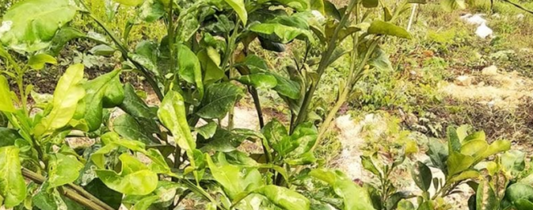 BỆNH VÀNG LÁ THỐI RỄ - vietnamnongnghiepsach.com.vn 1