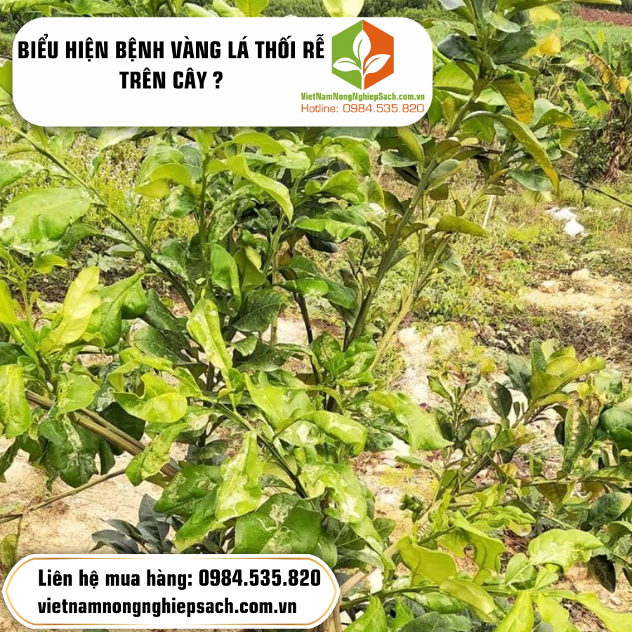 BIỂU HIỆN BỆNH VÀNG LÁ THỐI RỄ TRÊN CÂY ?