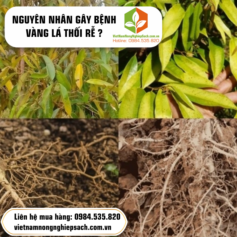 NGUYÊN NHÂN GÂY BỆNH VÀNG LÁ THỐI RỄ ?