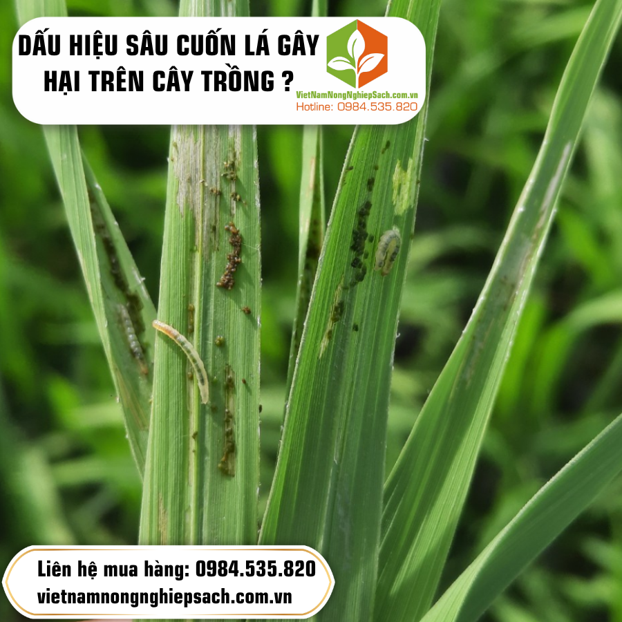 DẤU HIỆU SÂU CUỐN LÁ GÂY HẠI TRÊN CÂY TRỒNG ?