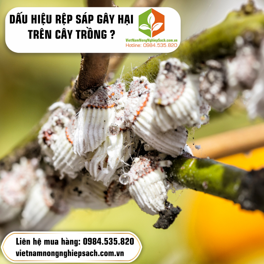 DẤU HIỆU RỆP SÁP GÂY HẠI TRÊN CÂY TRỒNG ?