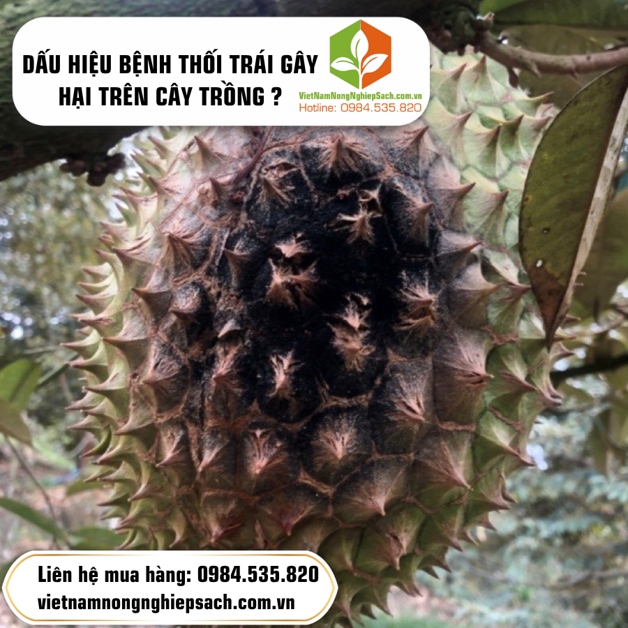 DẤU HIỆU BỆNH THỐI TRÁI GÂY HẠI TRÊN CÂY TRỒNG ?
